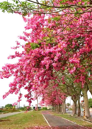 Florettseidenbäume blühen am Radweg