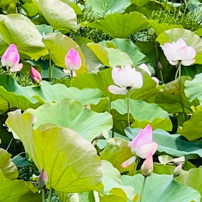 Lotus Field in ChiaYi