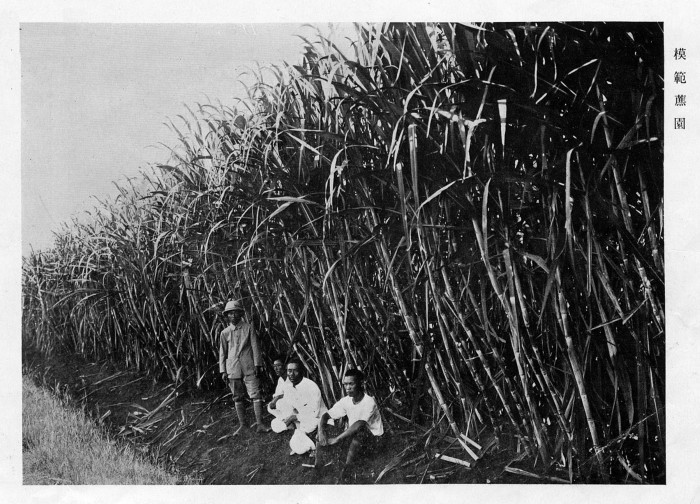 Sugar Cane Farmers