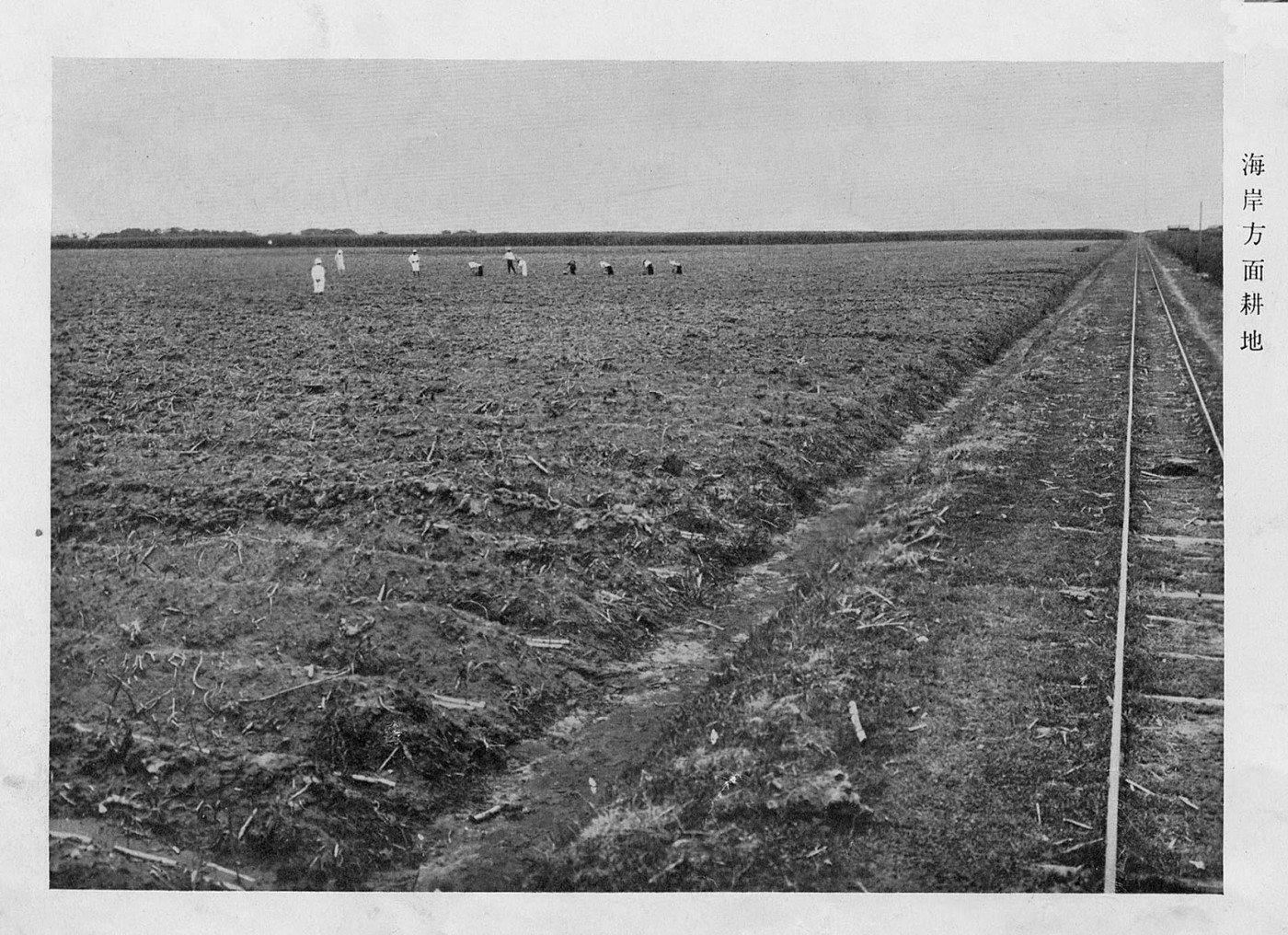 Sugarcane Fields