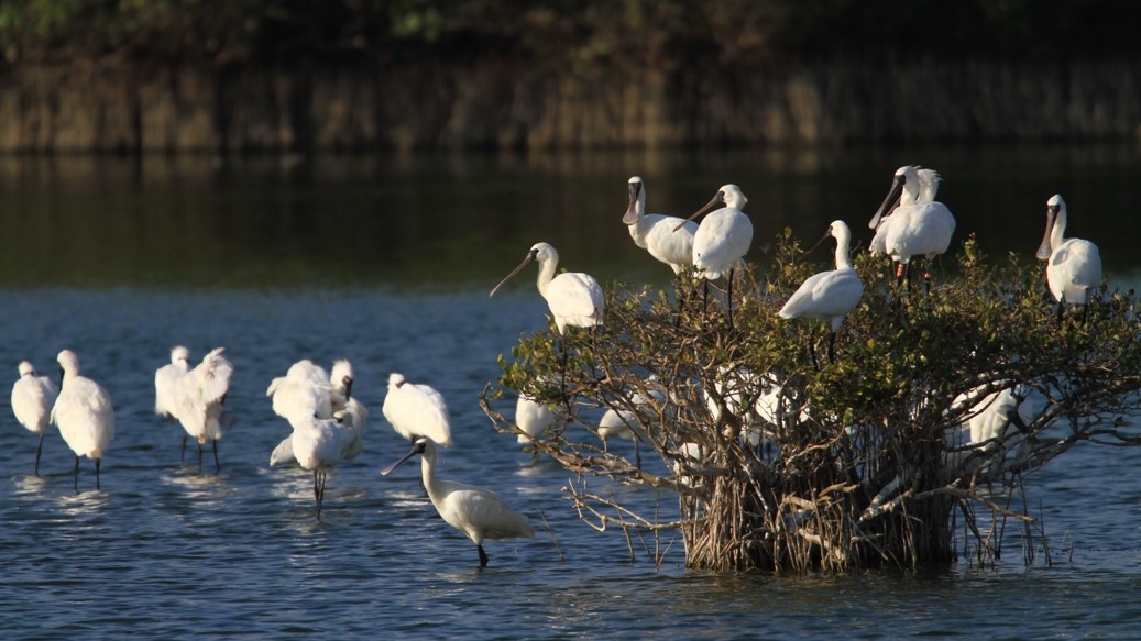 Spoonbill