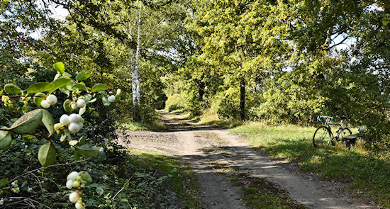 Snowberry bushes on the old Railway platform, Cumlosen