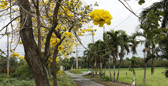Yellow flowering trees on the Taiwan Sugar Iron Greenway